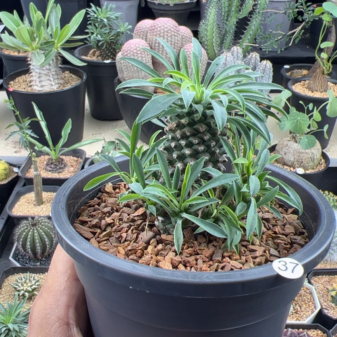 铁甲麒麟大戟一物一拍默认脱土发