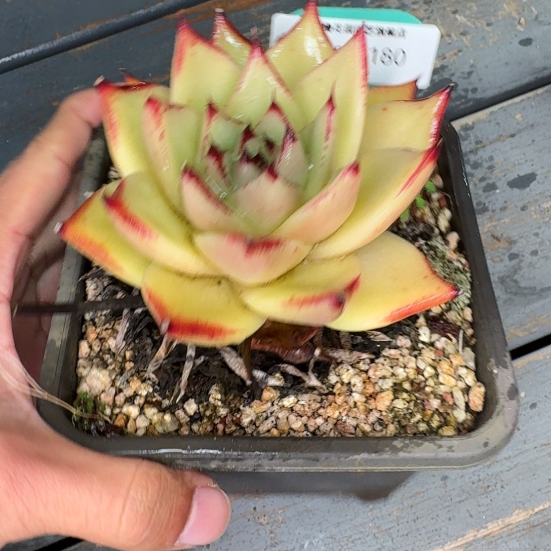 从前慢花园多肉编号1206.155