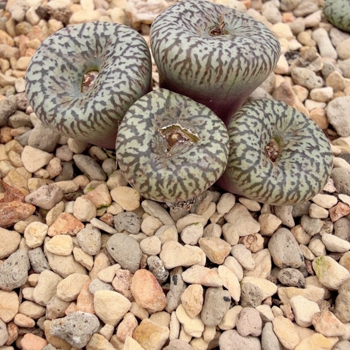 12-11-c7 康菩提sp大黑点 ckf-2