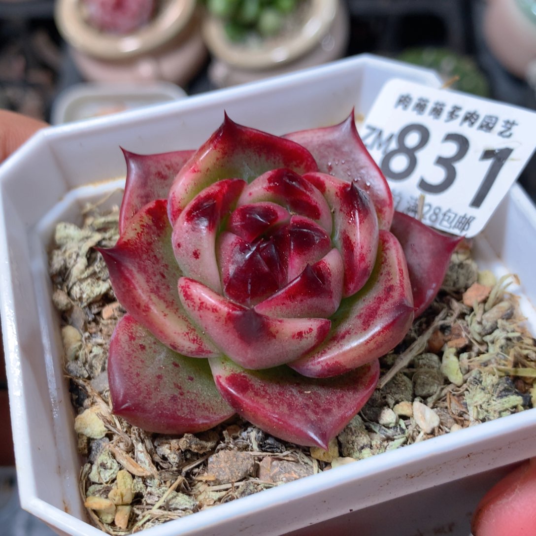 5CM拇指盆精控多肉ZM831