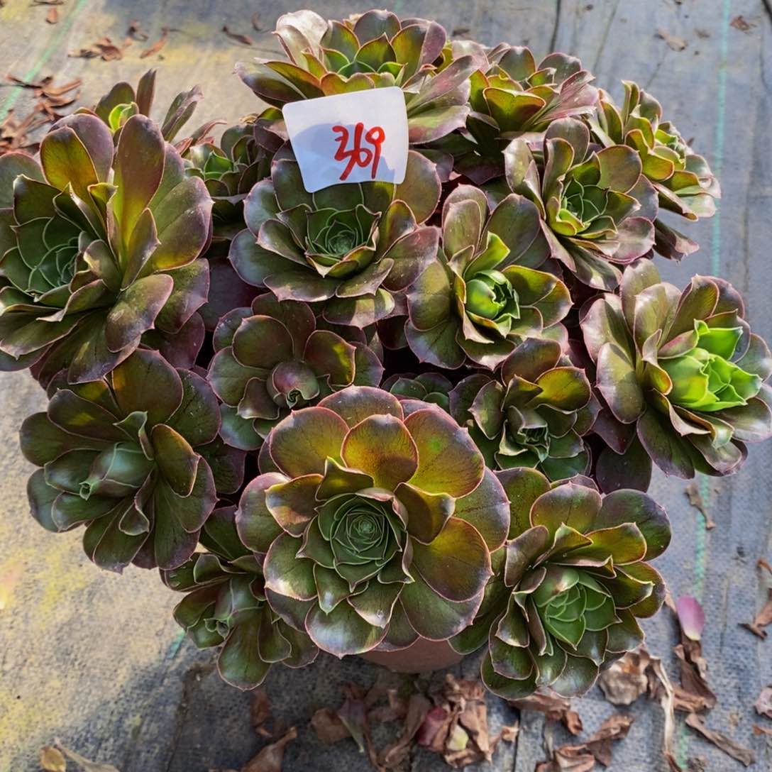 369多肉法师魅金玫瑰