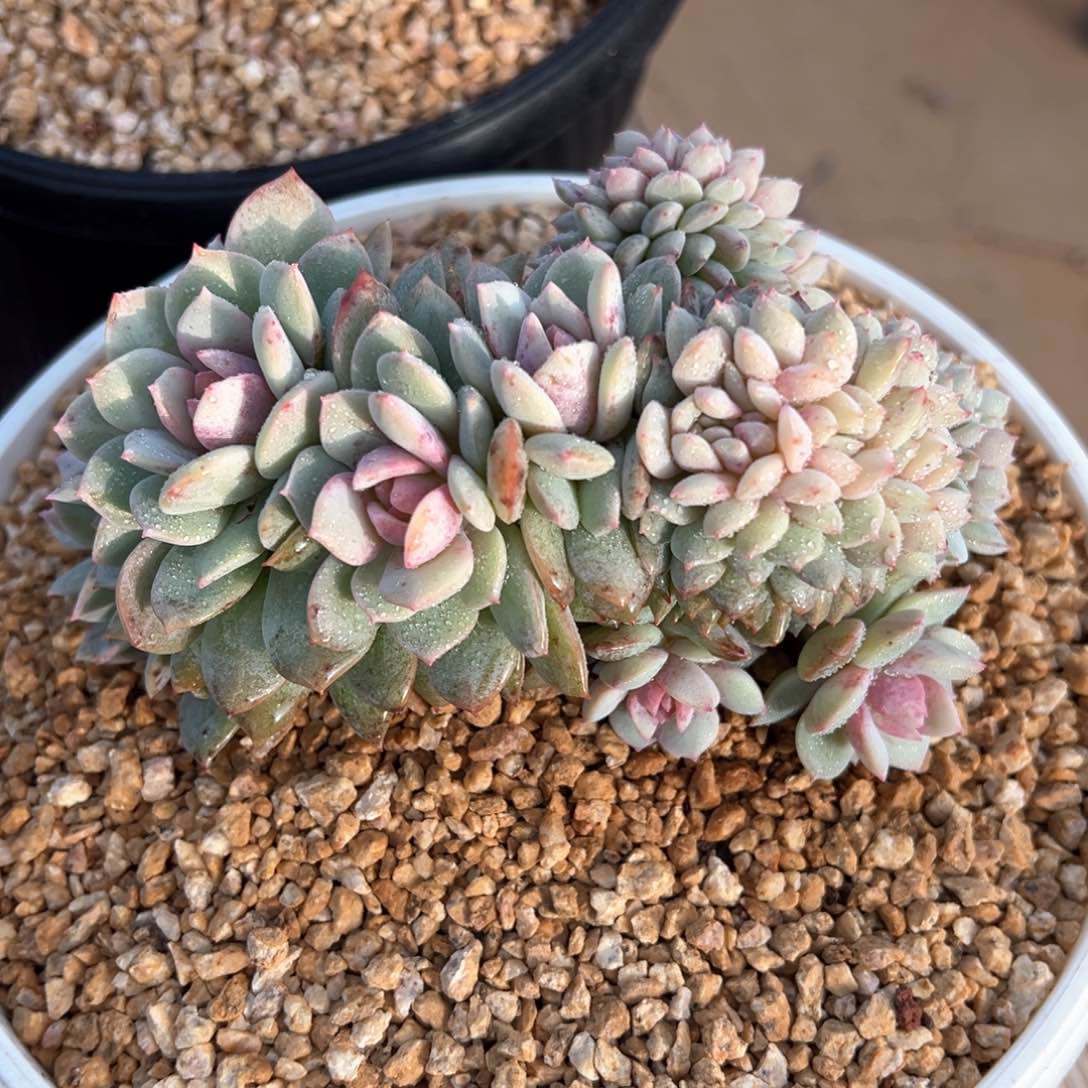 黛露露朵朵缀化多肉