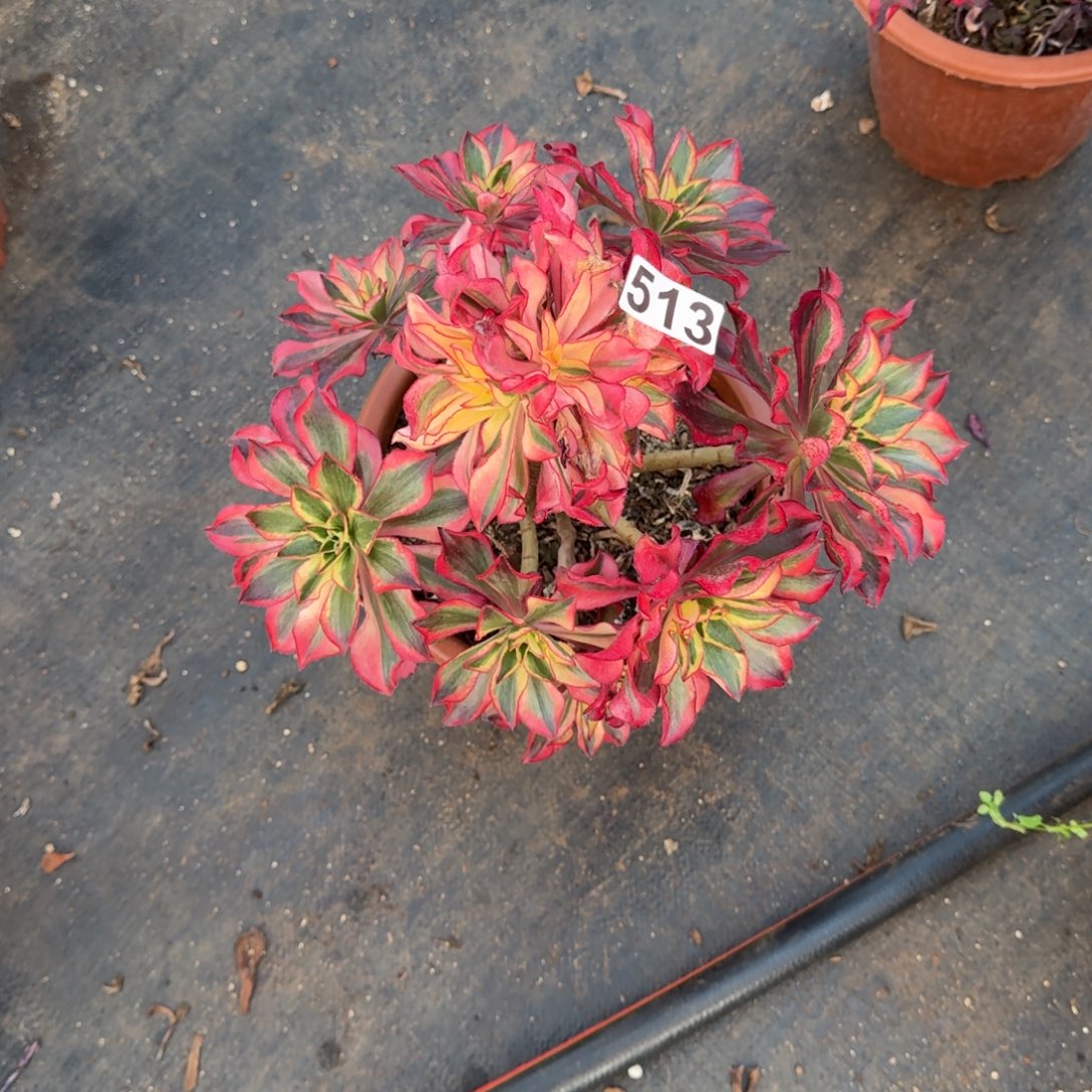 513多肉植物魅影有干伤不售后