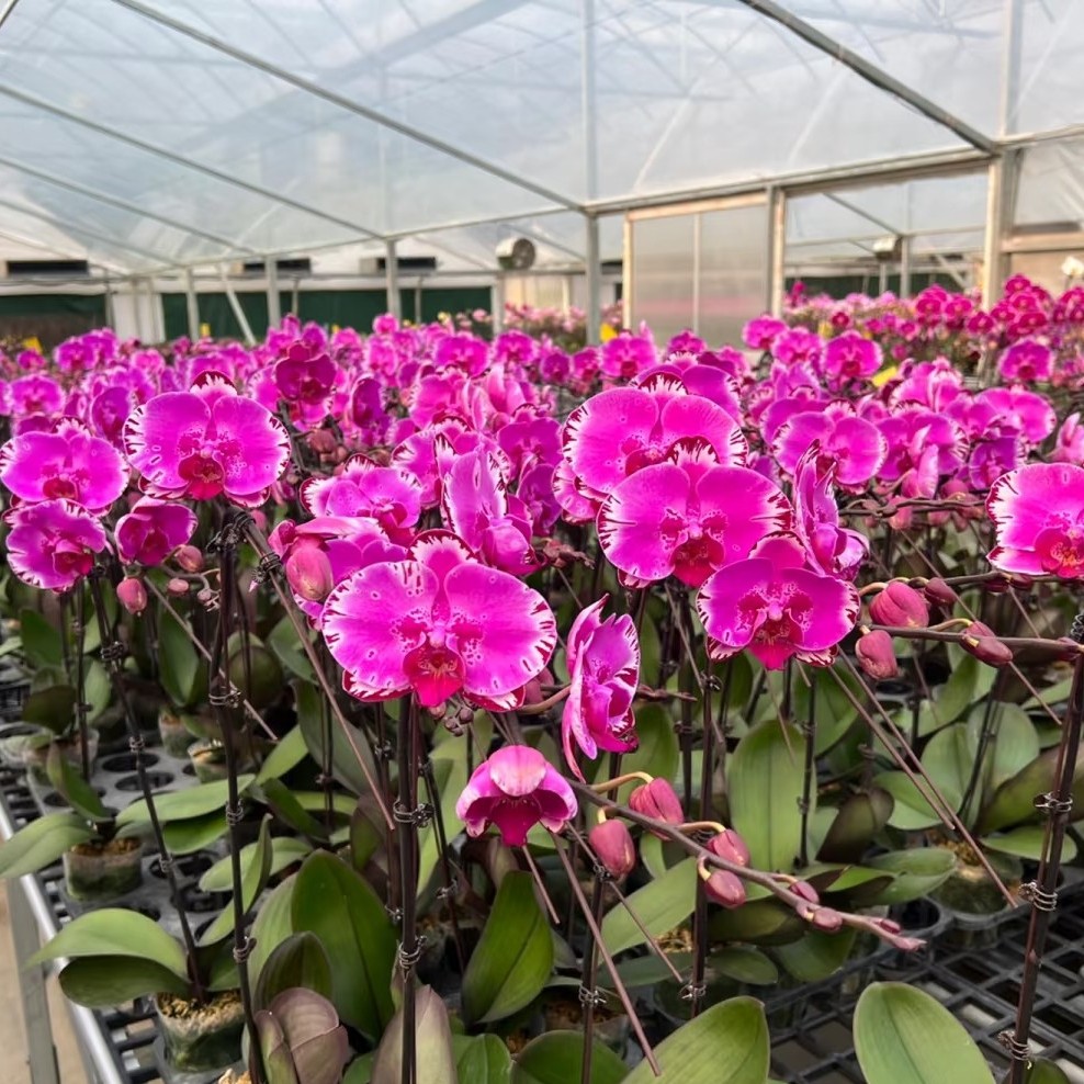 《蝴蝶兰花苞株》适合室内养护的盆栽花卉植物