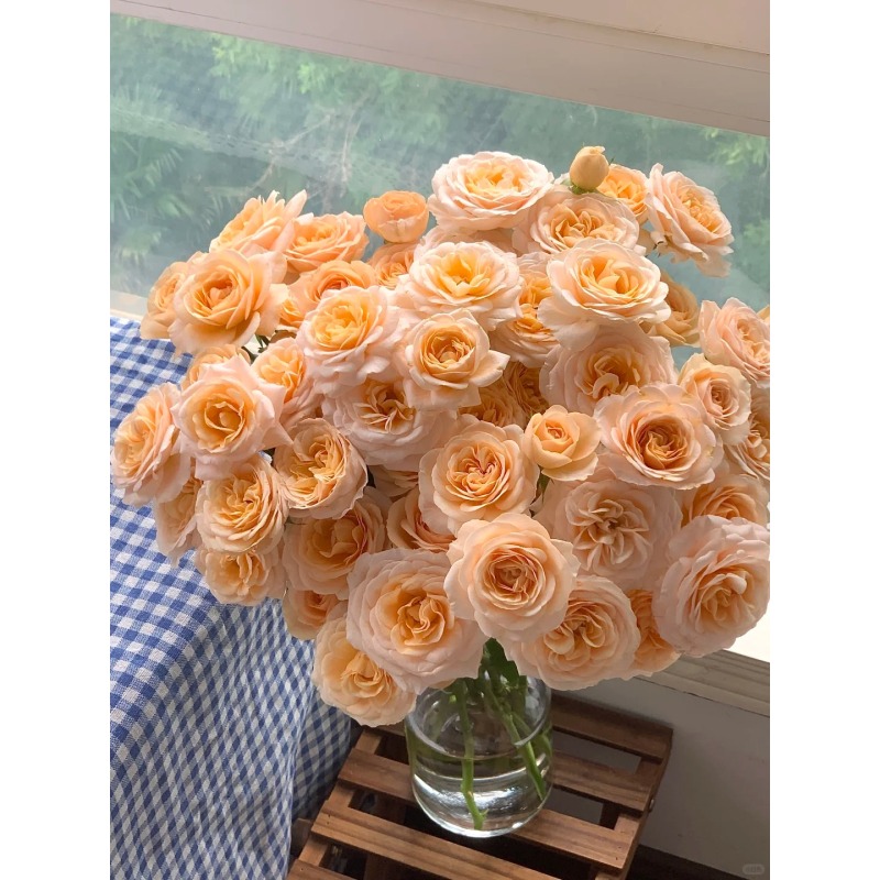 【 香芒起司】多头玫瑰   真花 鲜切花 云一单中通 拍够任意两单鲜