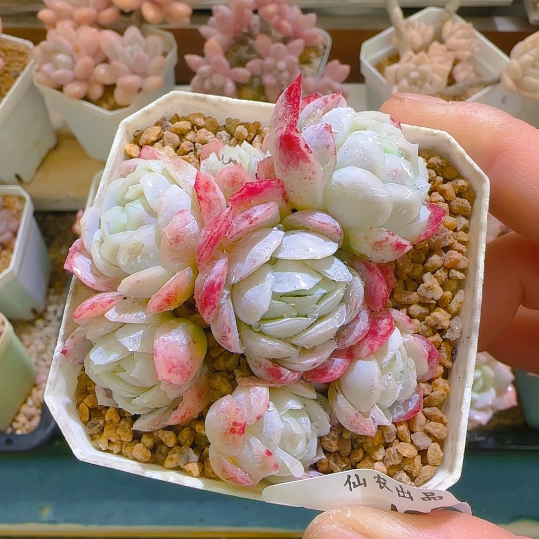 仙农月影，493，仙农出品多肉