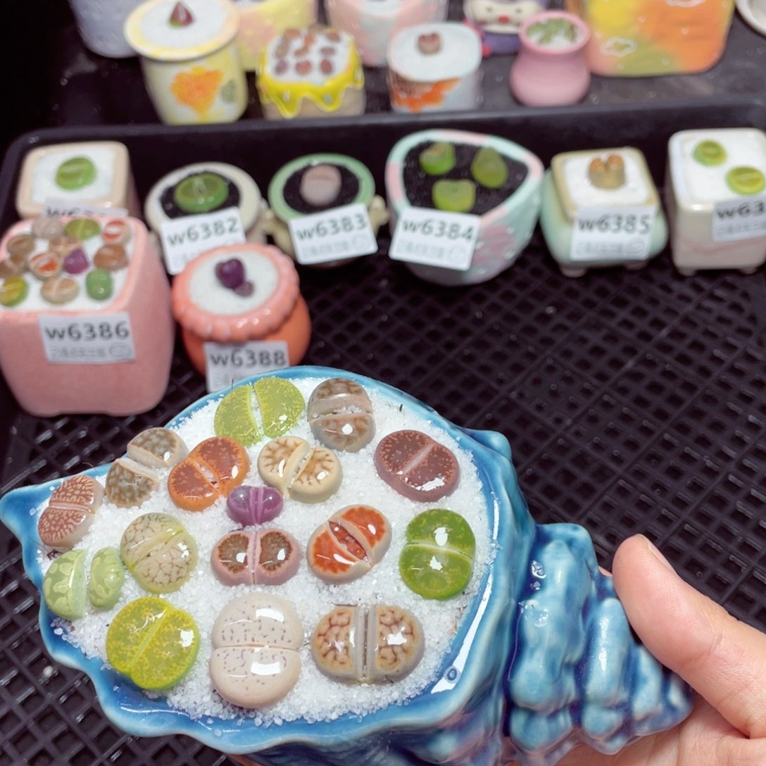 w6389 -零下地区拍保温箱-15支持寄养