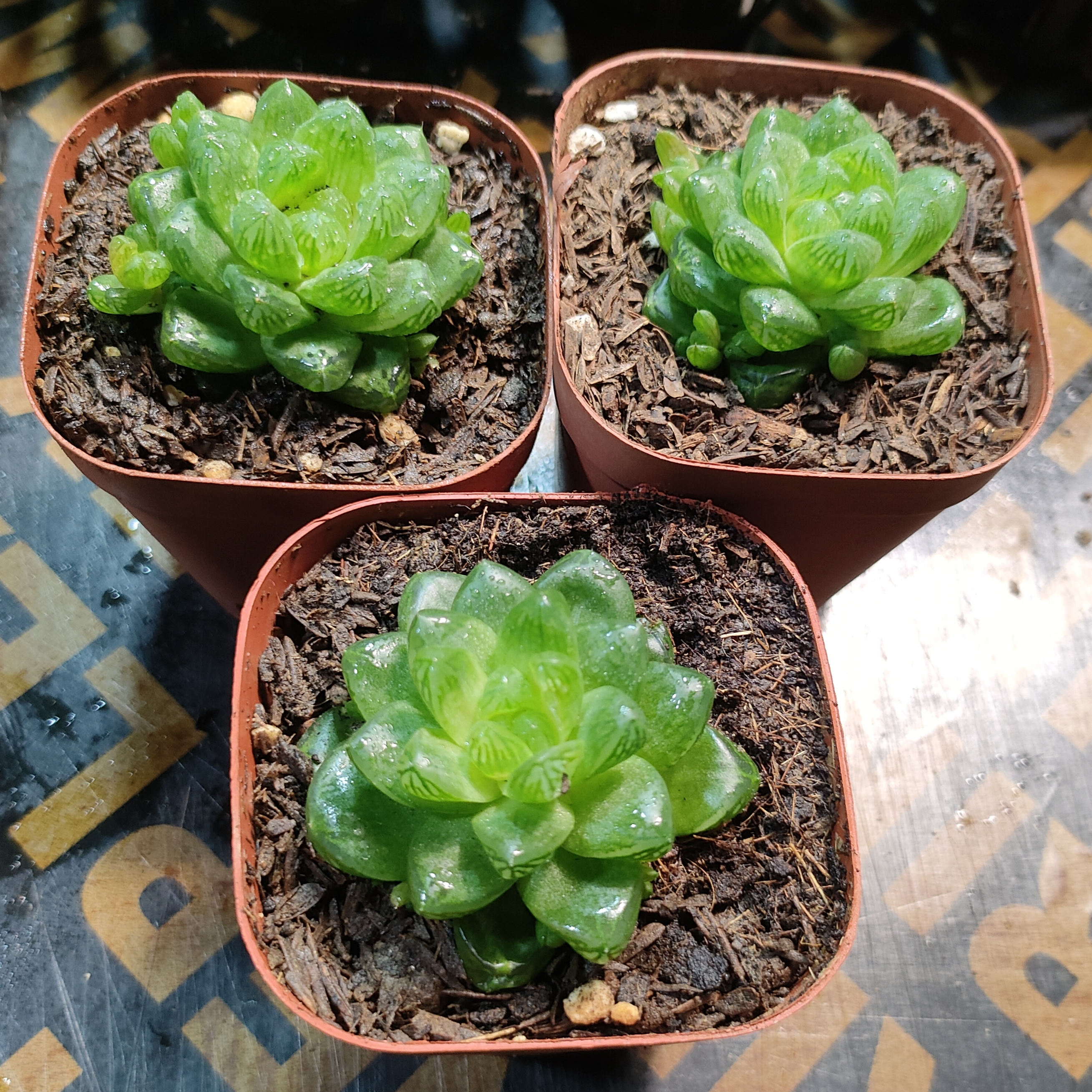 水晶玉露草玉露多肉植物盆栽阳台窗台室内散射光带盆带土新手好养