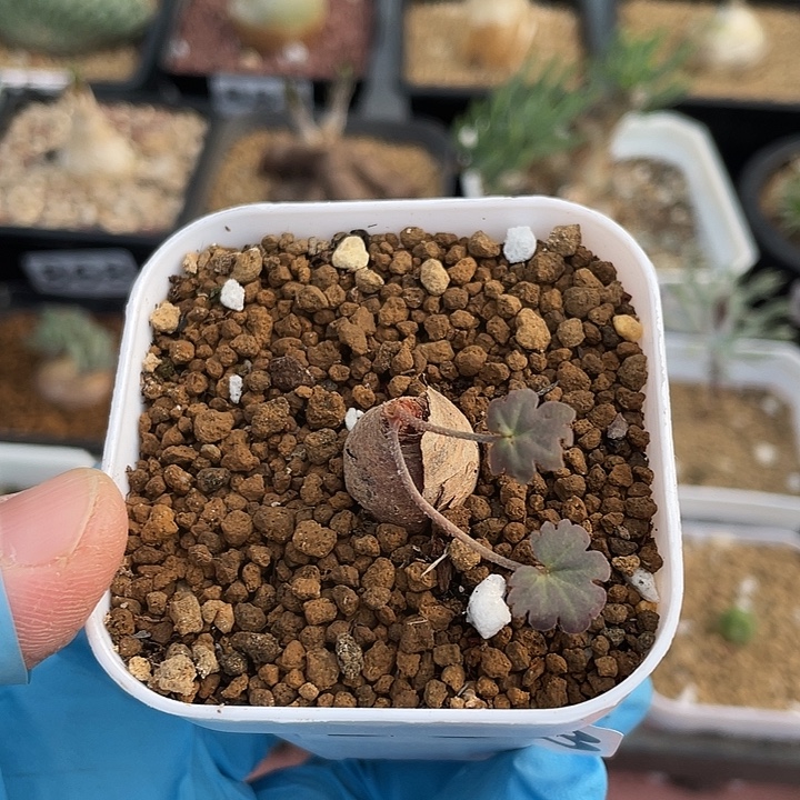 968产地肾叶杨葵块根