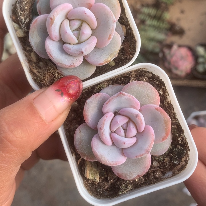 奶茶2颗 韩版。 包邮 