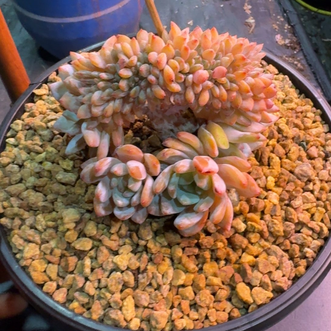星影树缀无砍多肉