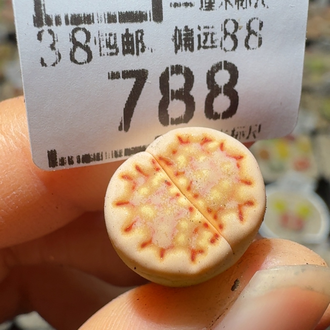 Ssss便宜清仓价788