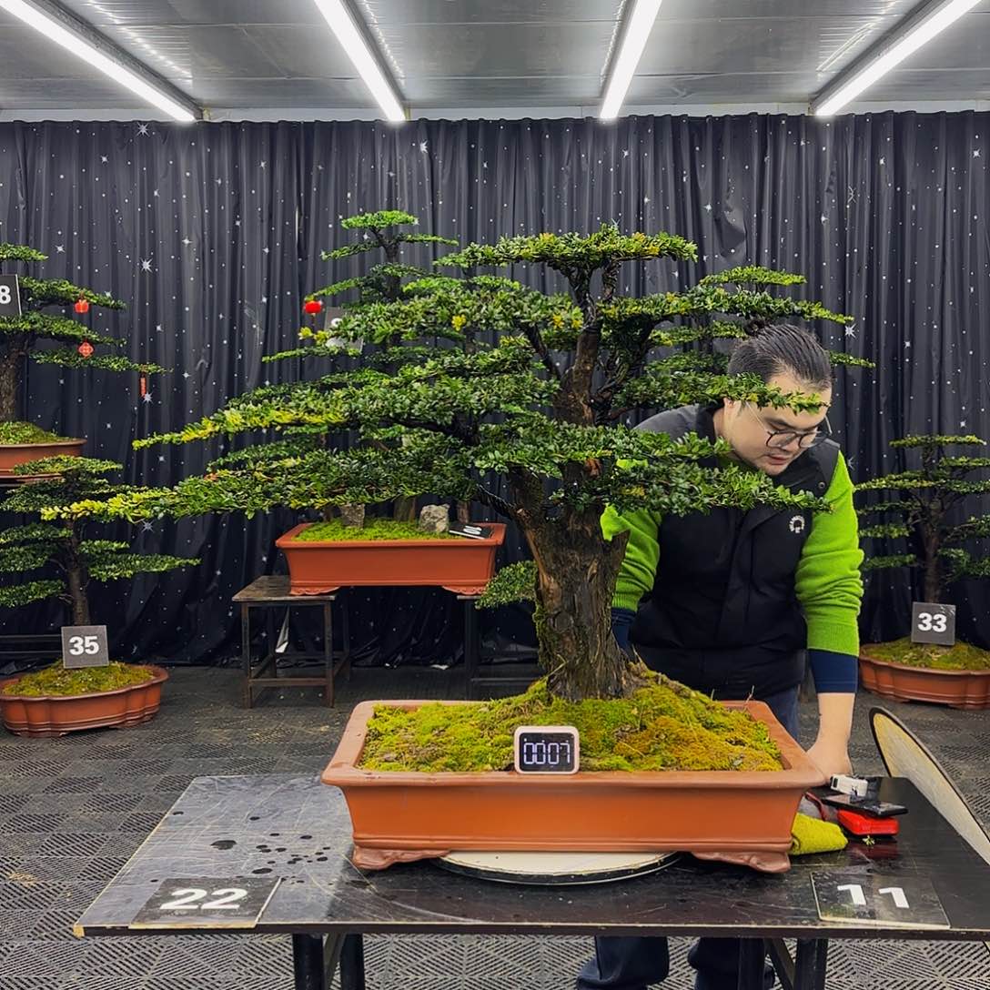 盆景罗汉松造型盆景