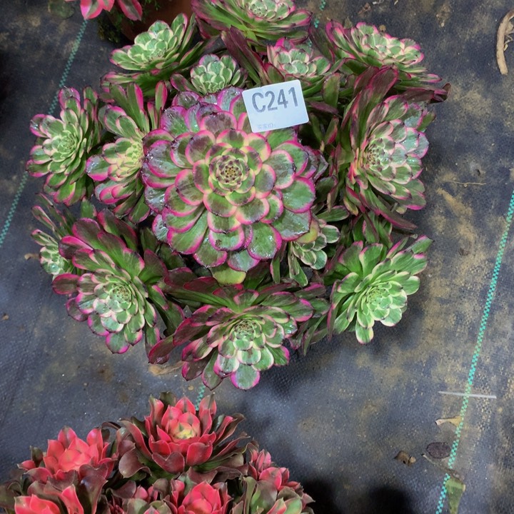 无*缘黑金2410000000000