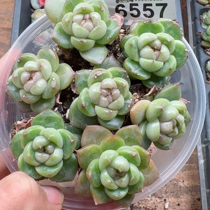 多肉植物多肉植物