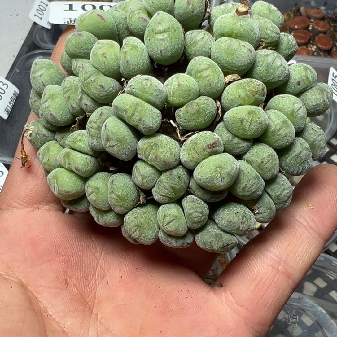 【闪购商品】 1009。    