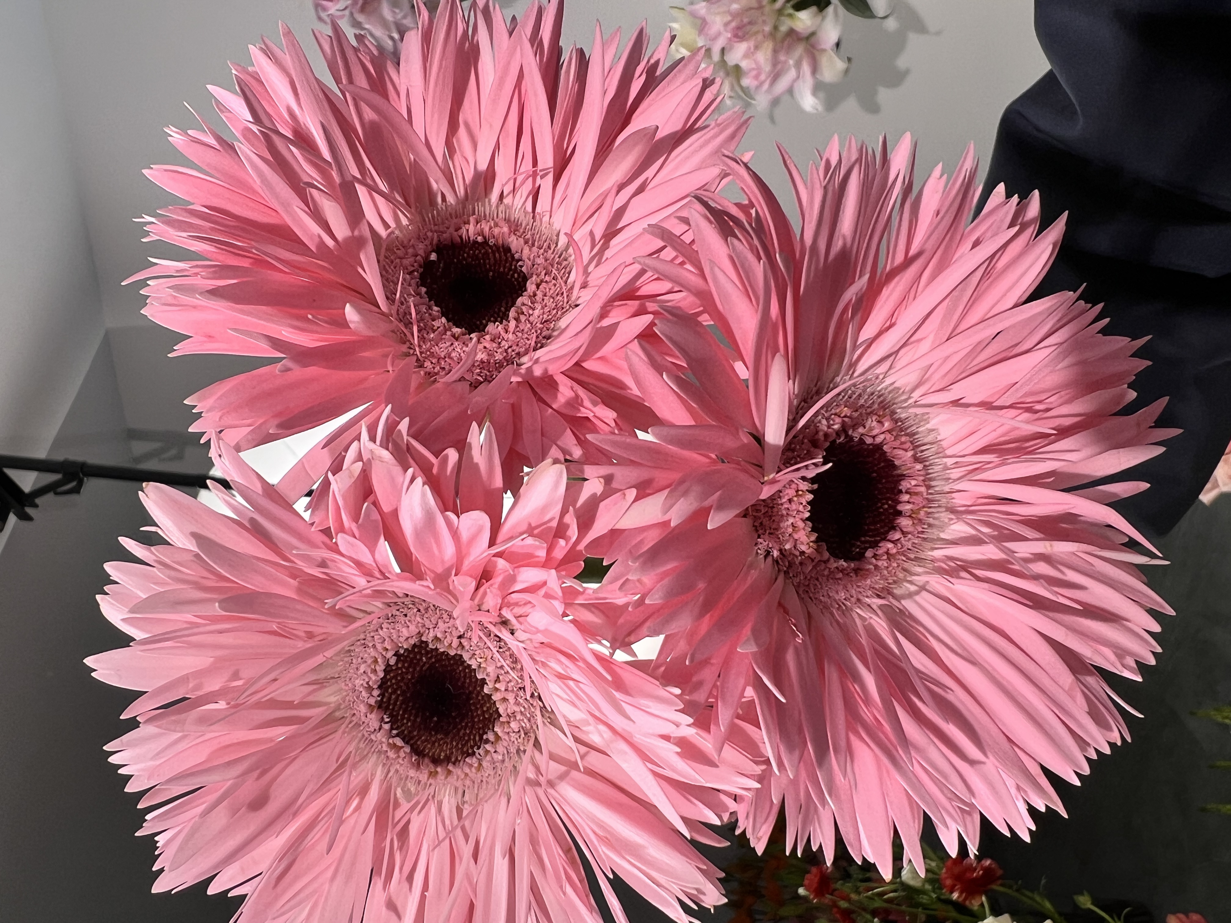 粉色拉丝非洲菊10支--收到花有问题第一时间联系客服