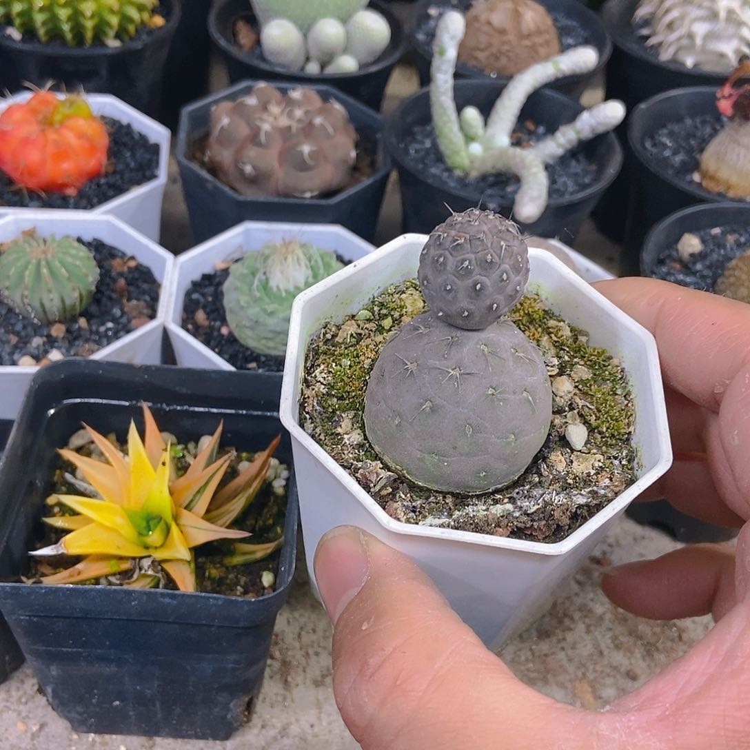 习志野一物一拍，