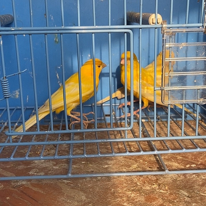 用***0文鸟两蜡黄公，一山东母三只