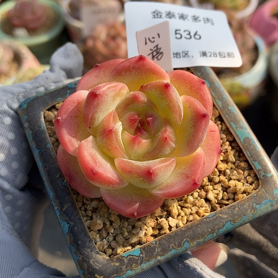 金泰家多肉，536心语不含盆