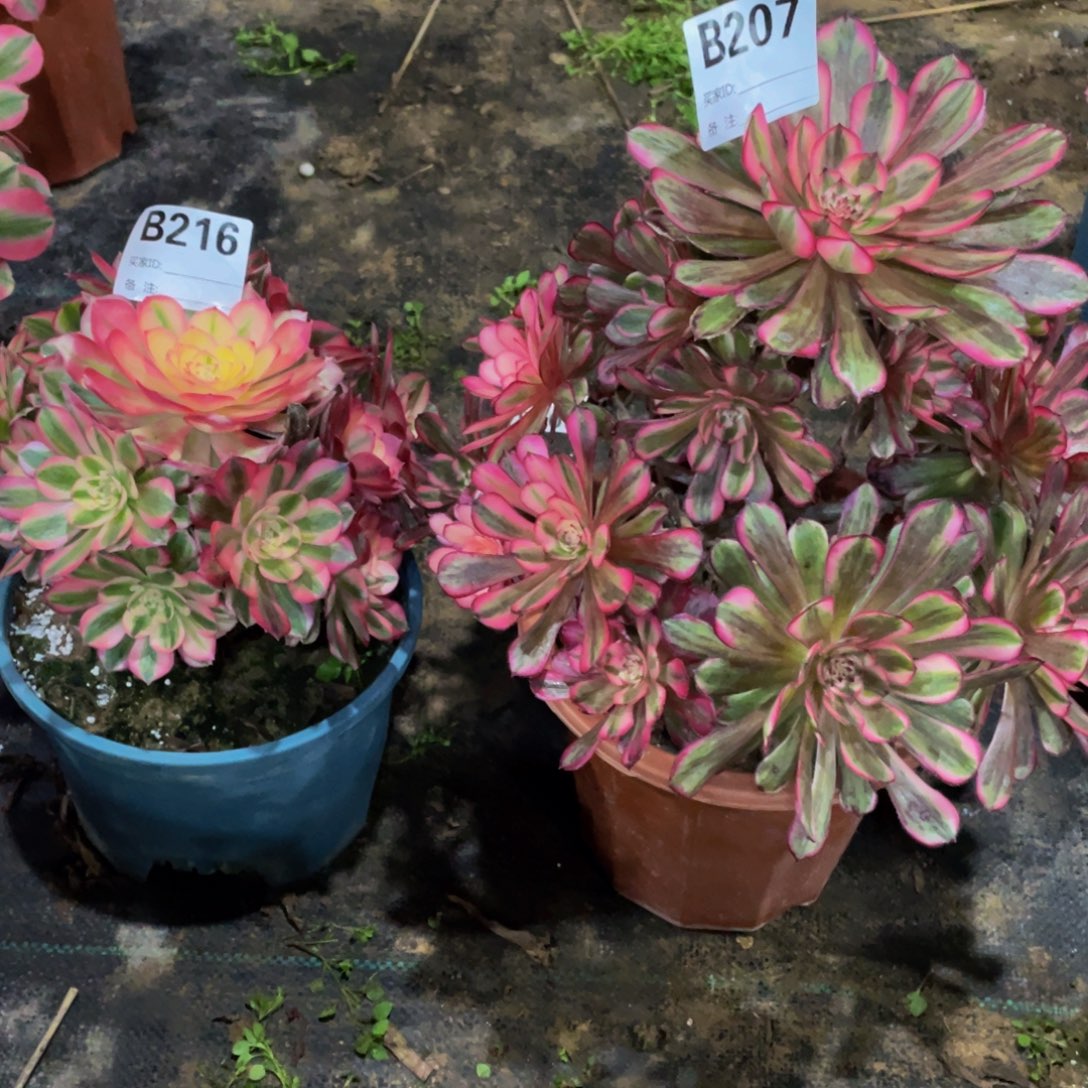 红***频216-207两颗寄养111111多肉