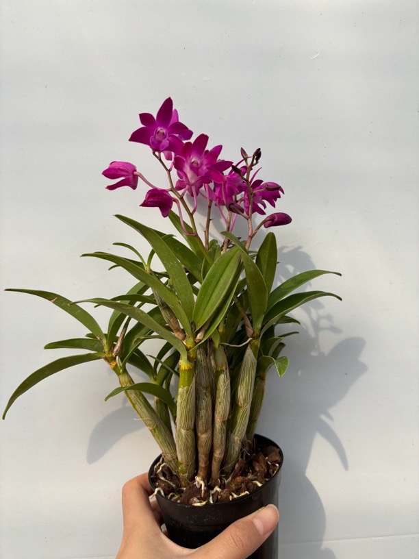 小盆澳洲石斛兰 石斛好养花期长 云南鲜花绿植