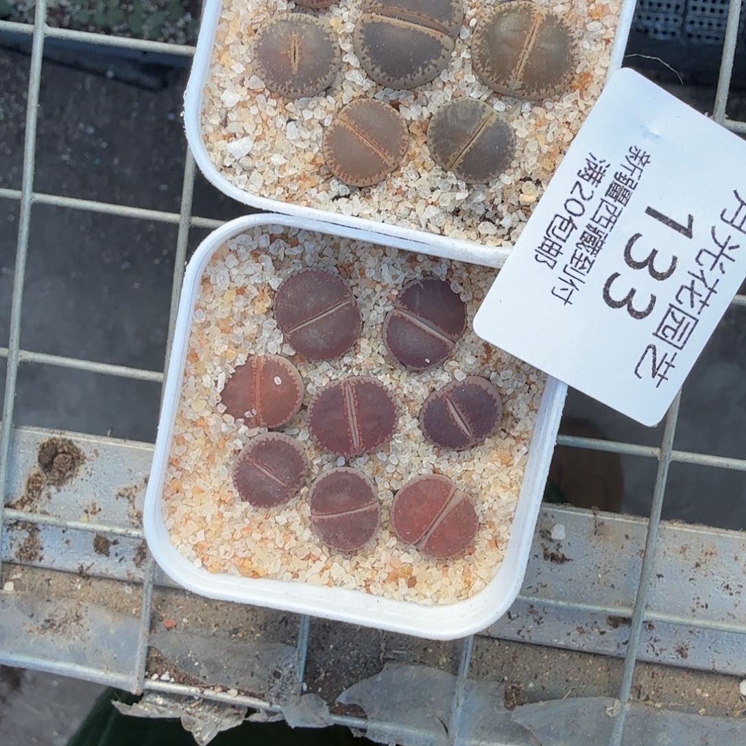 哈哈笑不出话就笑道133