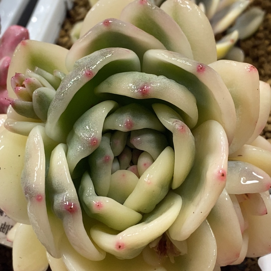 梦露锦手捧花   小方花圃一物一拍