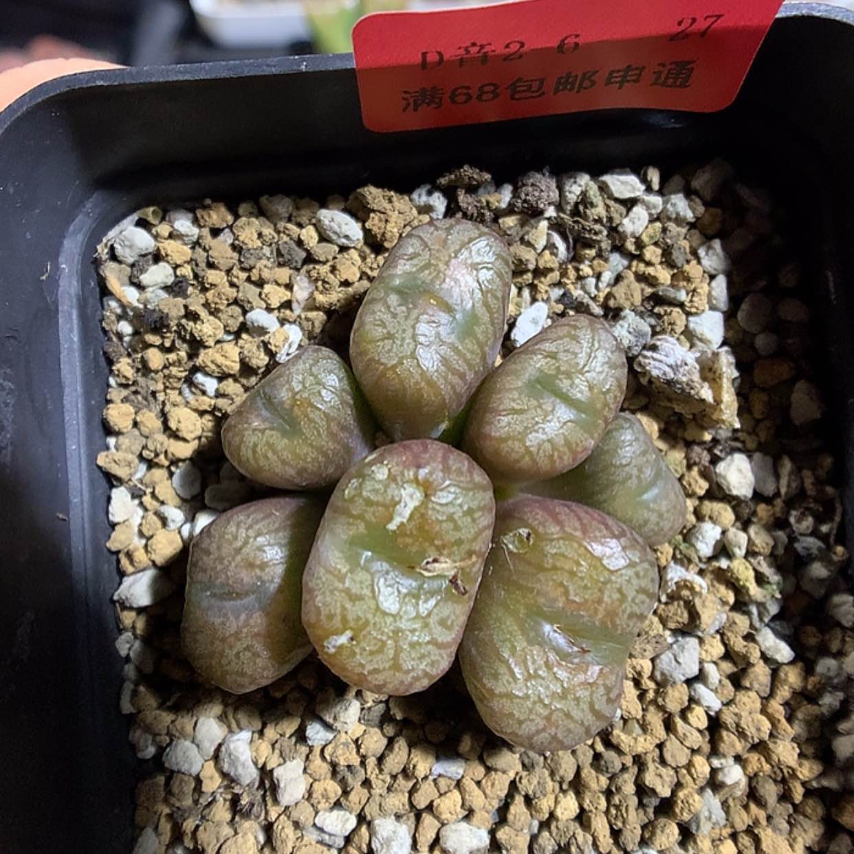 【闪购商品】2-6-27 铜壶一群 40