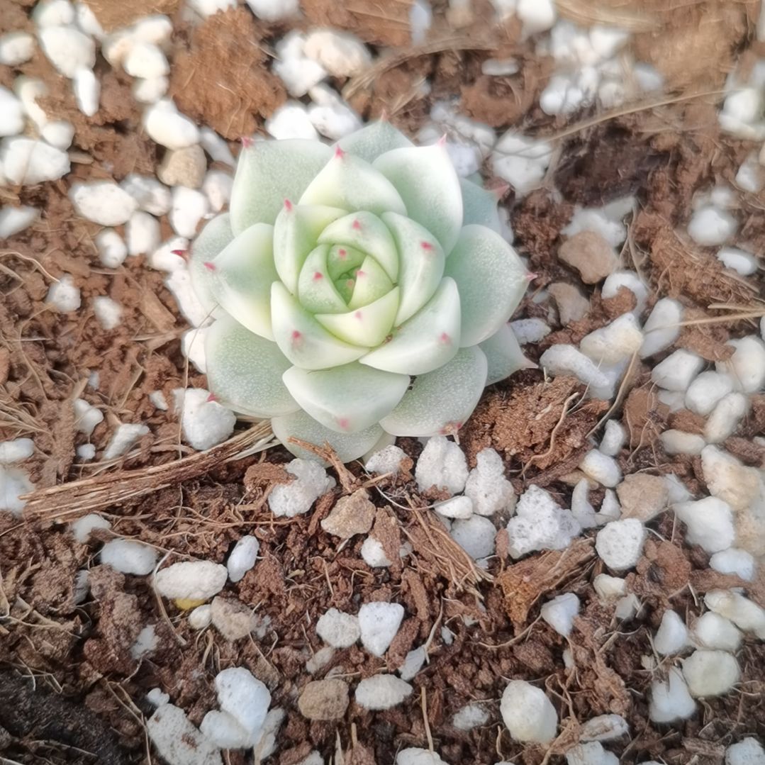 法比奥拉白覆轮锦