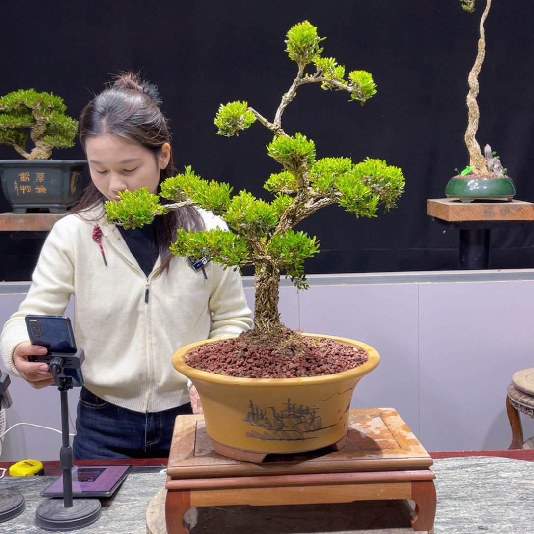 绿植黄杨盆景雀舌软枝