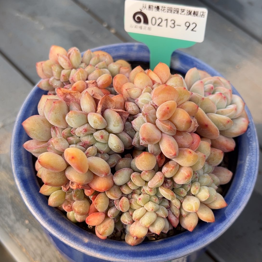 从前慢多肉精选编号0213.92