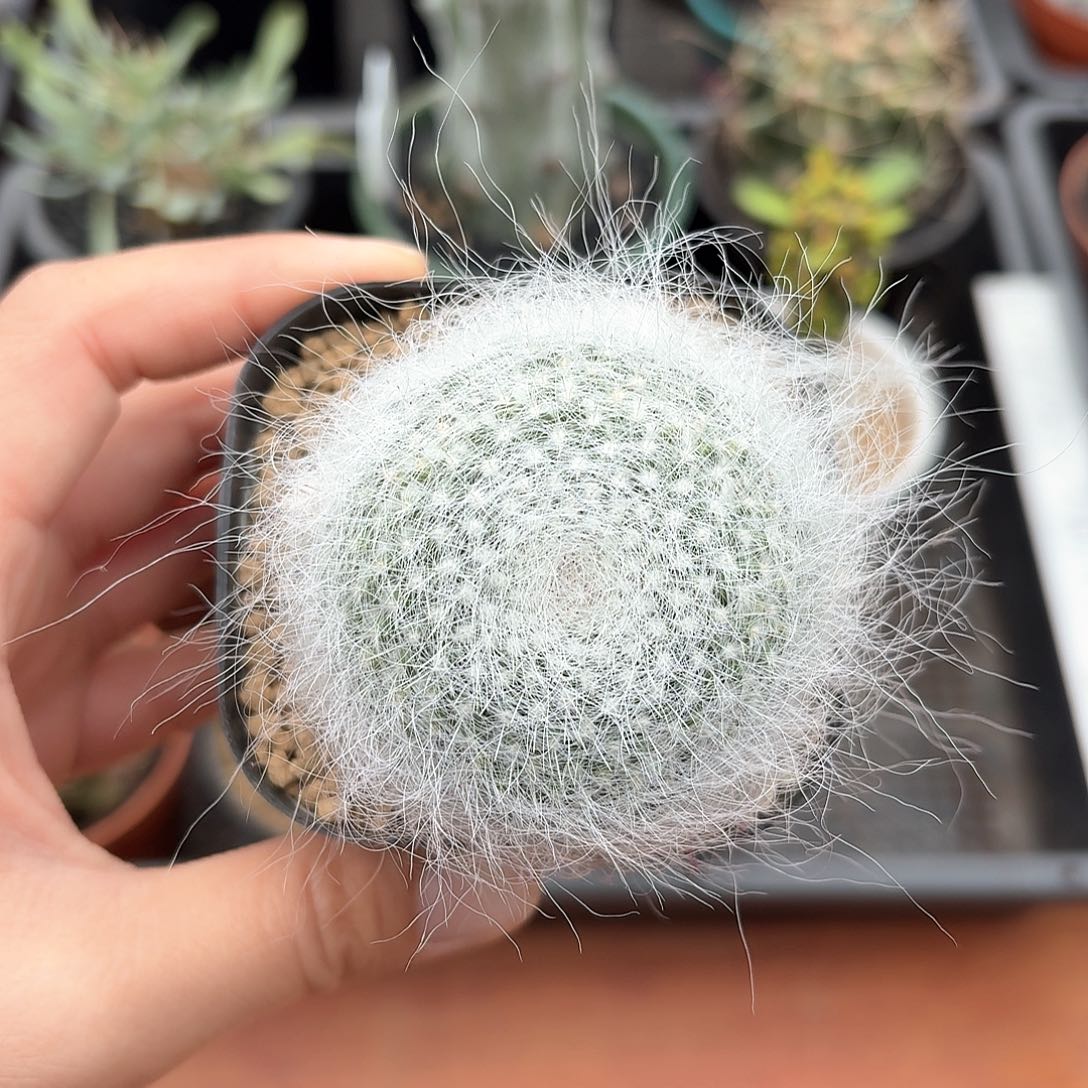 雪猿玉翁仙人球123