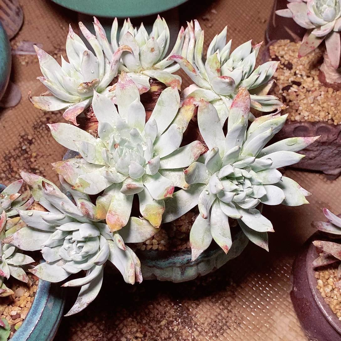 【闪购商品】哈哈哈哈苹果叶雪山多肉1538