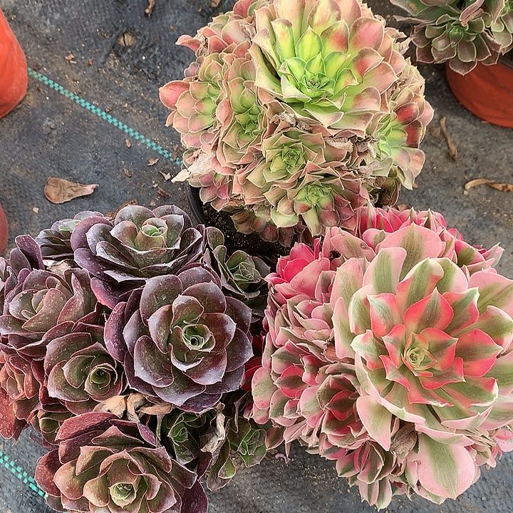 572三颗多肉植物