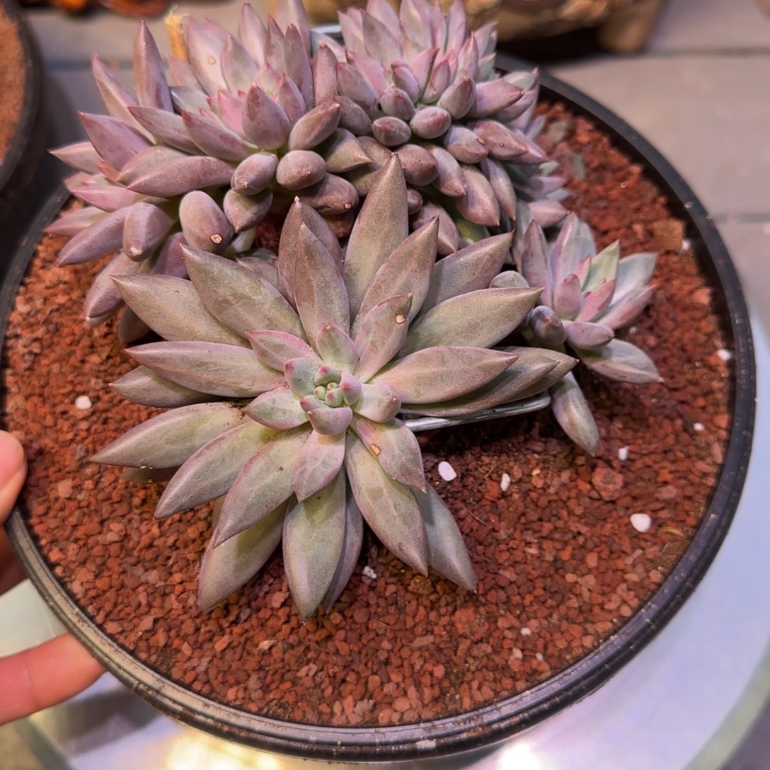 羽毛纹虞美人缀化多肉植物