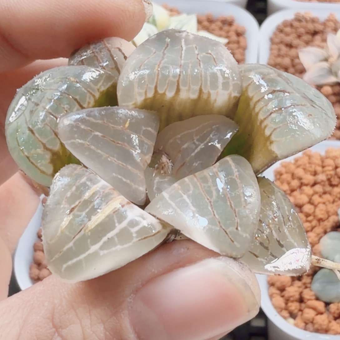 十二卷月神锦裸根