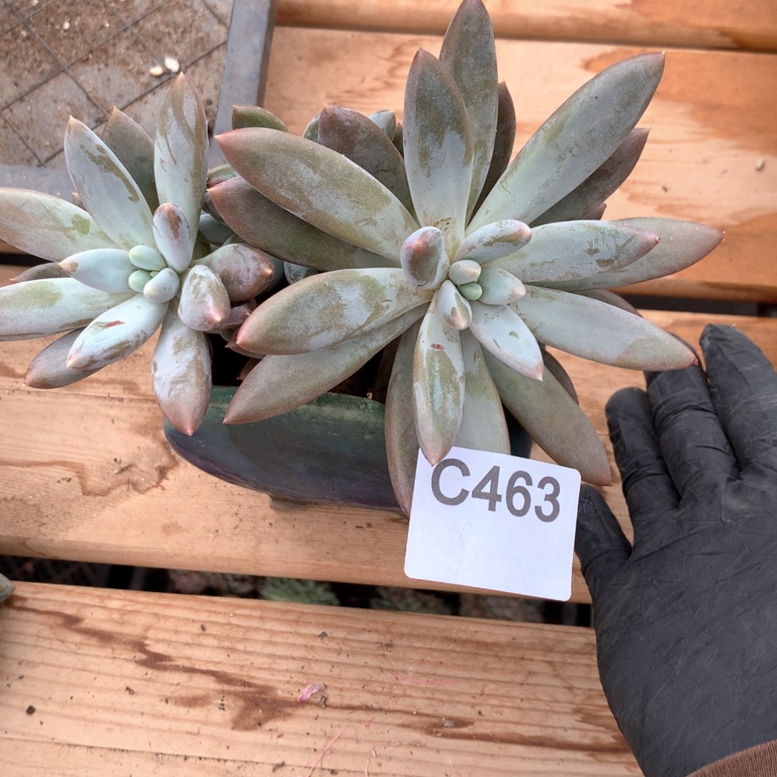 C463 售后范围：签收起7天内