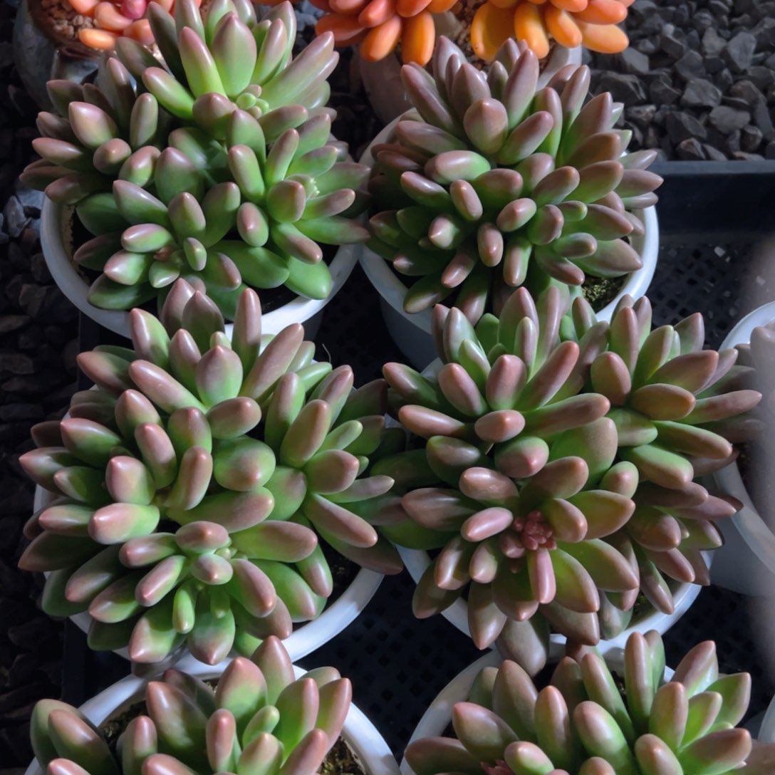 芒果奶4头发货的