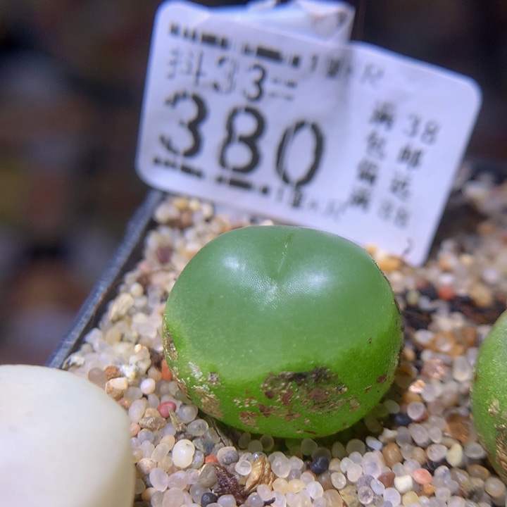 精品生石花33.380