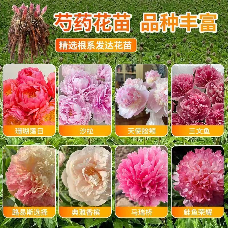 芍药花苗  一物一拍  直播链接 盆栽地栽