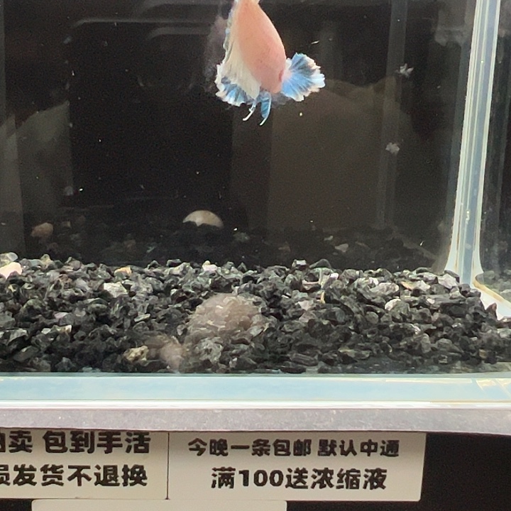 海水鱼竞拍跑单拉黑26日23