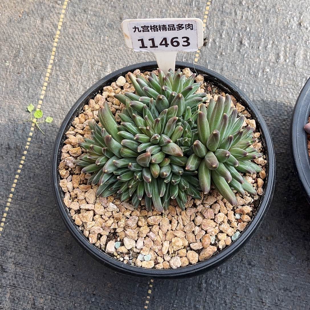 11463梵高美人。    