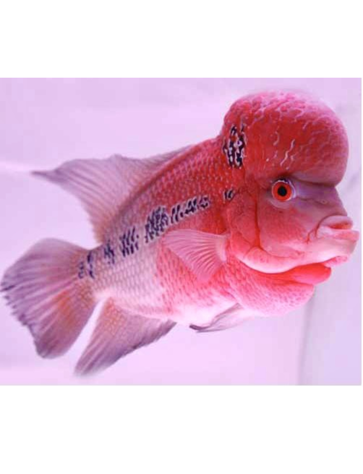 罗汉鱼鸿运当头罗汉鱼活体热带观赏鱼好养耐活淡水鱼活体鱼