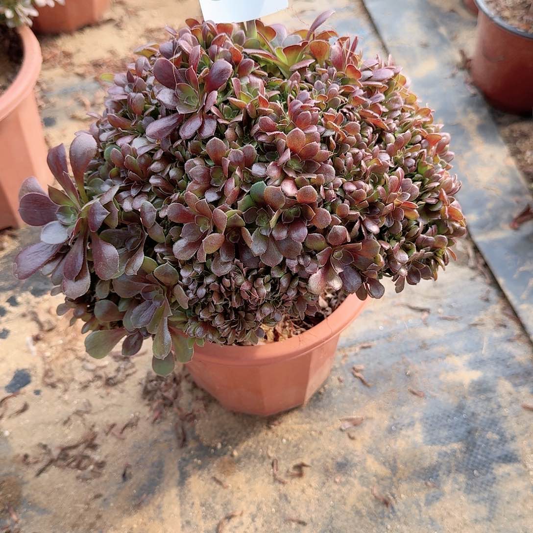 116玫瑰朵朵一颗呀呀