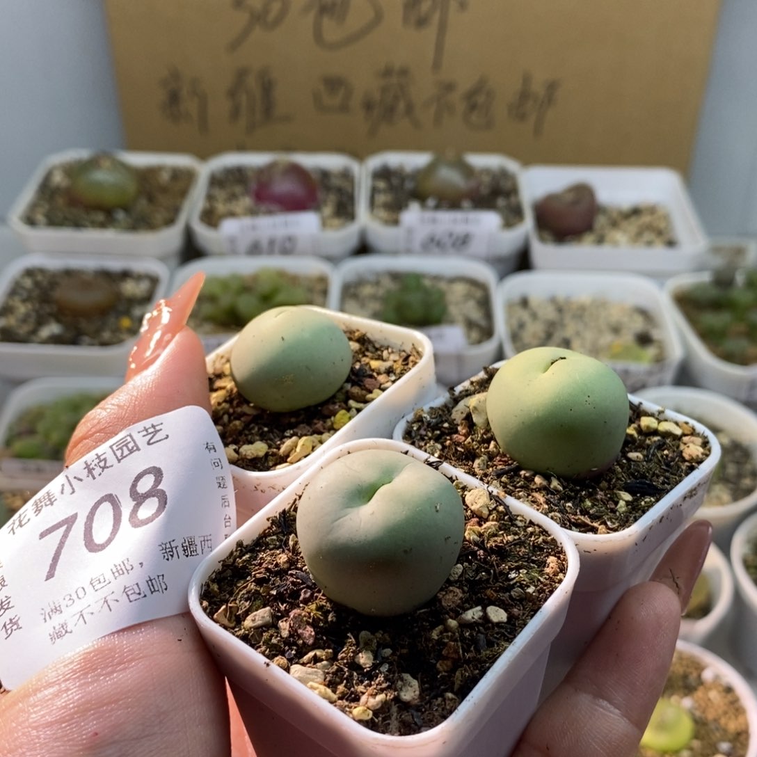 708鸽111子1111蛋11111111111