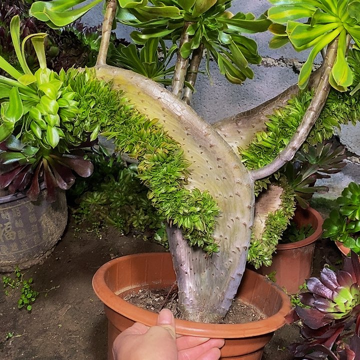 多肉植物保护研究所
