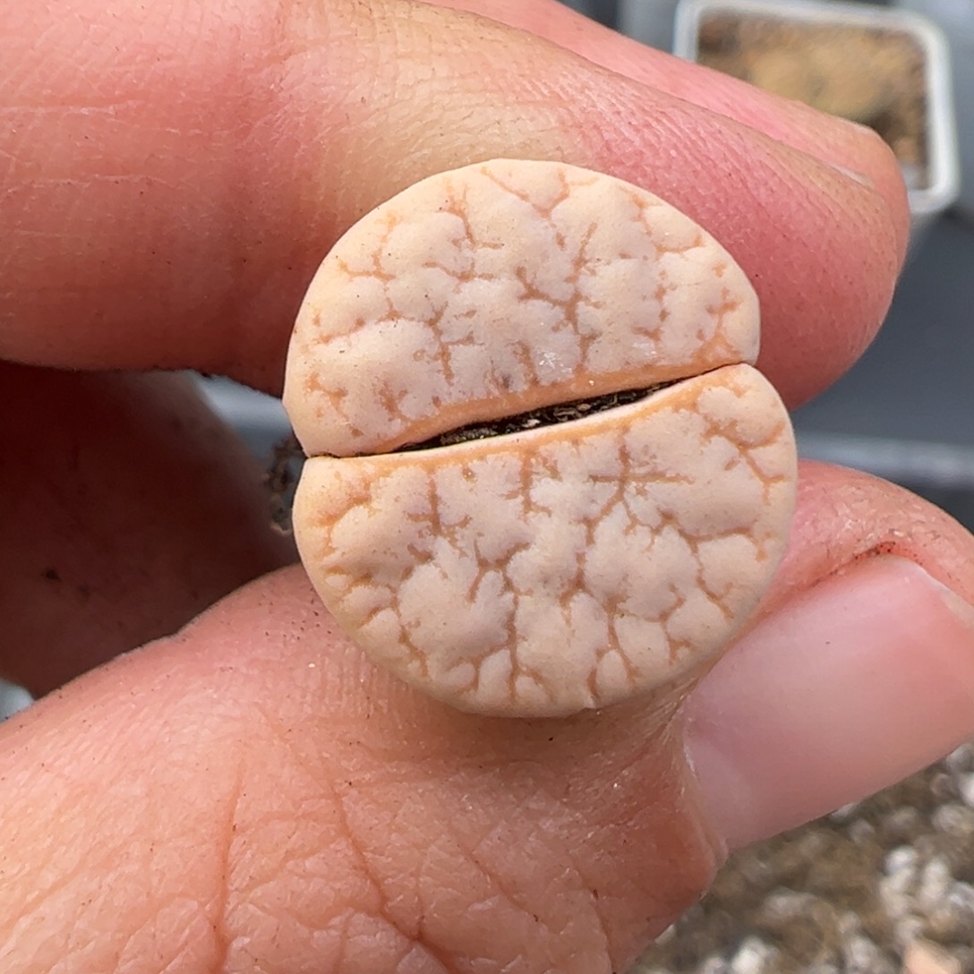 ****。11.29好看的多肉脱土发货