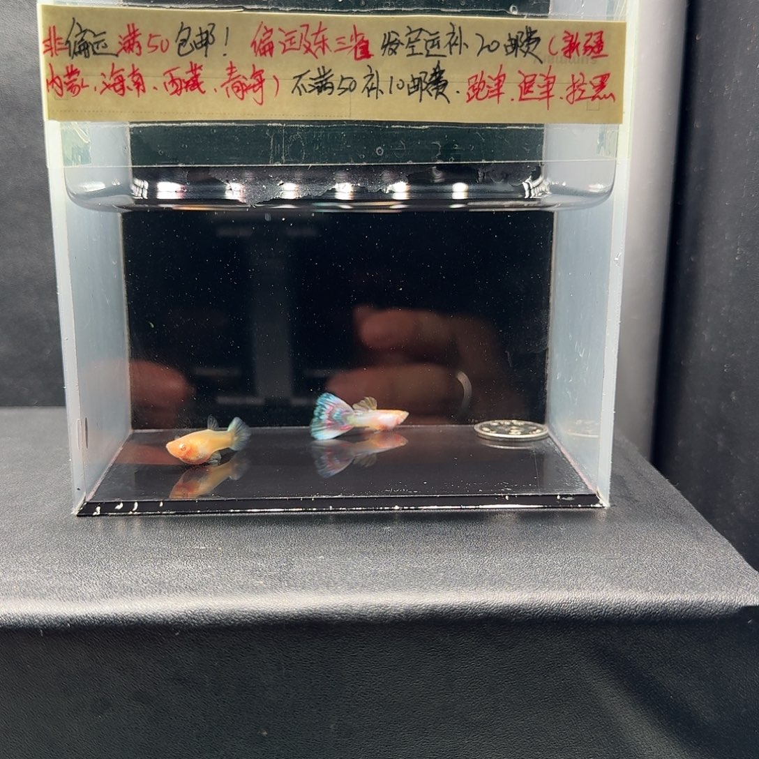 孔雀鱼新加蓝马赛克红马一对