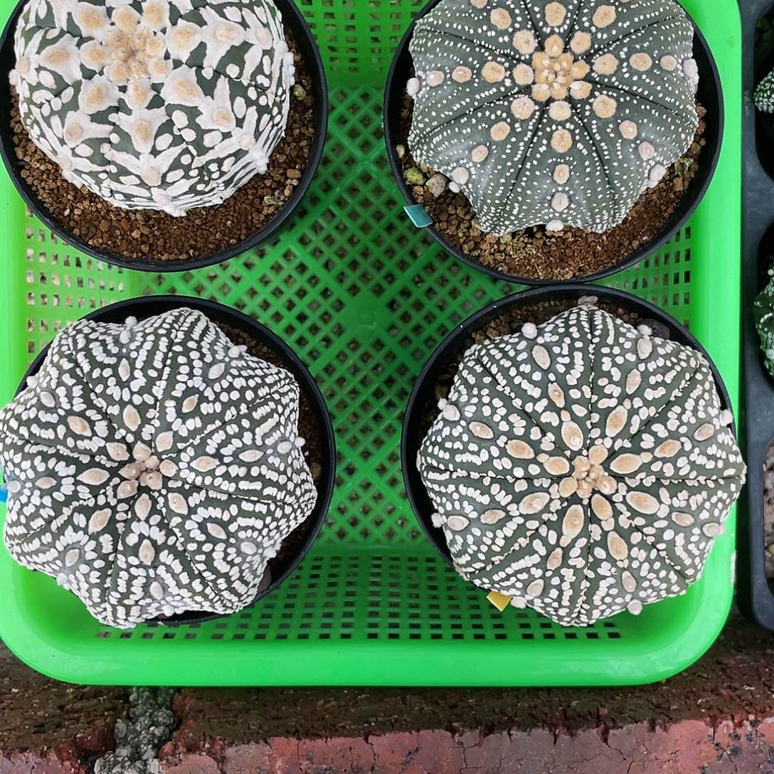 让***看以实际为准特价兜一物一拍